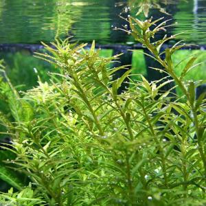 水草）ルドウィジア インクリナータ トルネード（水上葉）（無農薬