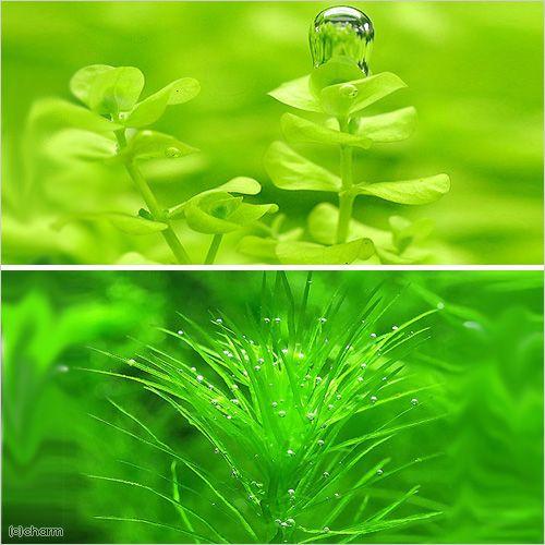 （水草）ラージパールグラス（１０本）＋マダガスカリエンシス（水中葉）（無農薬）（５本）