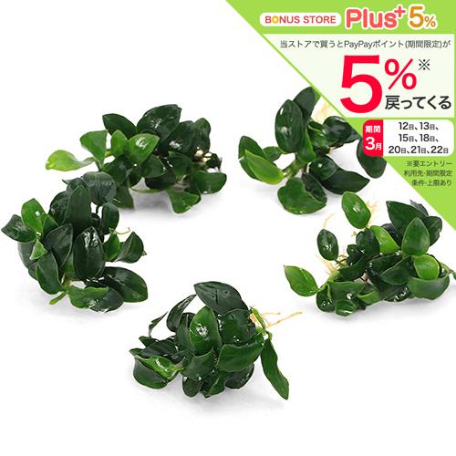 （水草）★株売り★　アヌビアスナナ　プチ　（水上葉）（５株）