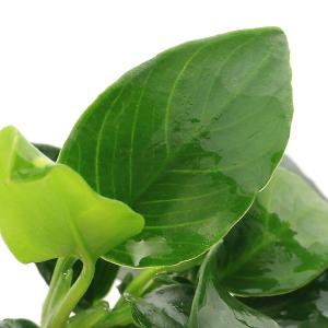 (水草)★株売り★ アヌビアスナナ プチ (水...の詳細画像1