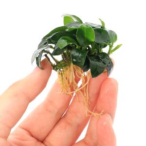 (水草)★株売り★ アヌビアスナナ プチ (水...の詳細画像2