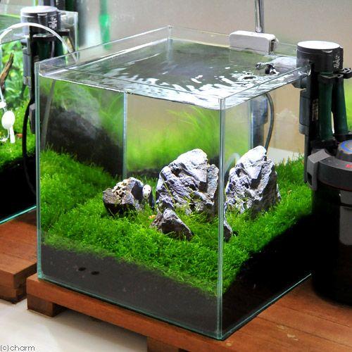 （水草）ウィローモスの草原レイアウトセット　３０ｃｍキューブ水槽用（水草・風山石のみ）（水中葉）　本...