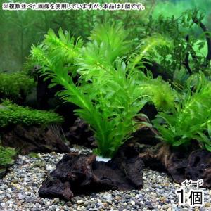 水草 アナカリス 国産 無農薬 メダカ 金魚藻 オオカナダモ（10本