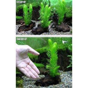(水草)マツモ 流木付(10〜15cm)(無農...の詳細画像1