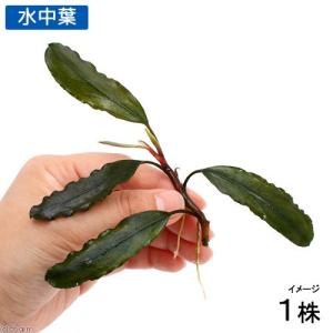 ブセファランドラsp ピンクレディ bucephalandra.sp PinkLady