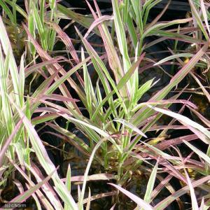 (ビオトープ)水生植物 十和田アシ(5ポット) ...の商品画像