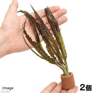 水草 国産マリモ 1個入り 無農薬 まりも お手軽 インテリア 育成簡単