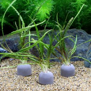 チャーム（charm） （水草）ミクロソリウム 本ナローリーフ（水中葉