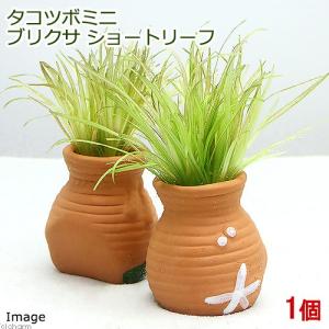 チャーム（charm） （水草）ホシクサsp．クチ（水中葉）（無農薬