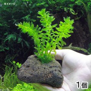 （水草）メダカ・金魚藻　国産　アナカリス　穴あき溶岩石付（無農薬）（１個）｜chanet