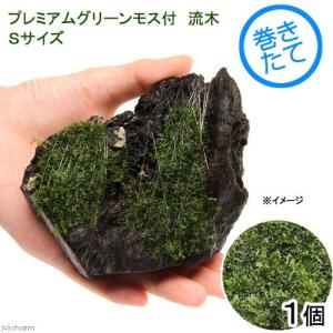 チャーム（charm） （水草）ホシクサsp．クチ（水中葉）（無農薬
