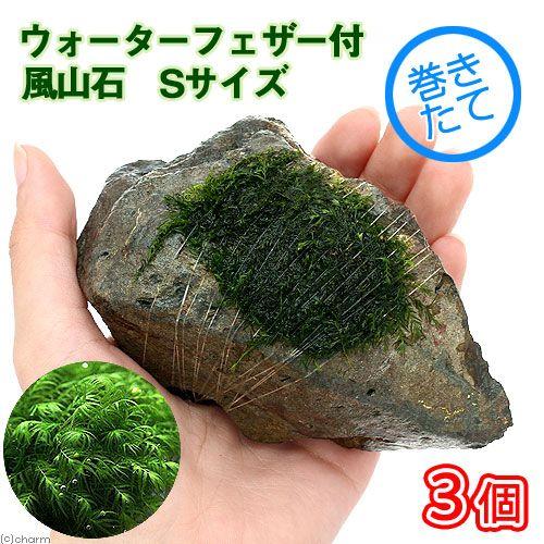（水草）巻きたて　ウォーターフェザー　風山石　Ｓサイズ（約１０ｃｍ）（水中葉）（無農薬）（３個）