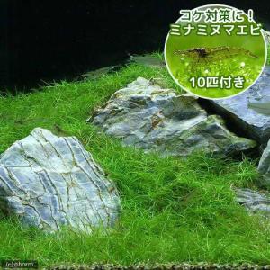 （エビ）（水草）ミナミヌマエビ１０匹付き　ヘアーグラス　ショート（水上葉）（無農薬）（３束分）　北海道・九州航空便要保温