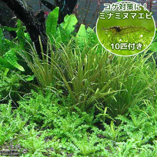 （エビ）（水草）ブリクサ　ショートリーフ（無農薬）（４株分）＋ミナミヌマエビ（１０匹）