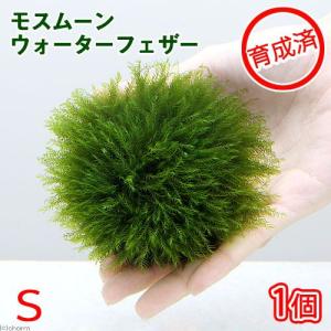 （水草）育成済　モスムーン（ウォーターフェザー）Ｓサイズ（無農薬）（１個）　北海道航空便要保温