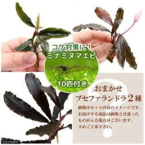 水草）ブセファランドラsp．キャサリン レッド（東南便）（水上葉