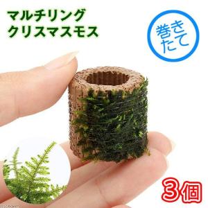 水草）ミクロソリウム 本ナローリーフ（水中葉）（無農薬）（葉数3