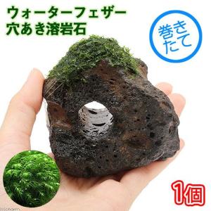 チャーム（charm） （水草）巻きたて プレミアムグリーンモス 溶岩石