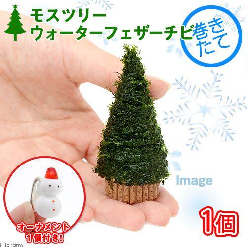 （水草）巻きたて　モスツリー（ウォーターフェザー）チビサイズ（水中葉）（無農薬）（１個）（オーナメン...