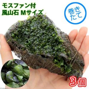 チャーム 碧海石 親石 90cm～120cm親石 チャーム（charm） 一点物 碧海石 親石 大型水槽用 857672