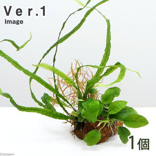 （水草）Ｐｌａｎｔｓ　Ａｒｒａｎｇｅｍｅｎｔ　ザ　ボンサイ　Ｖｅｒ．１（１個）