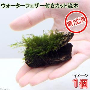 水草）☆育成済☆ ライフマルチ（茶）プレミアムグリーンモス（水中葉