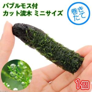 （水草）巻きたて　バブルモス付　カット流木　ミニサイズ（８ｃｍ以下）（水中葉）（無農薬）（１本）｜chanet