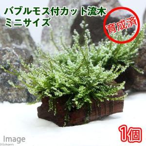 チャーム（charm） （水草）極 南米ウィローモス（水中葉）（無農薬