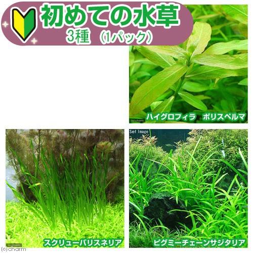 （水草）ピンセット付き　初めての水草　３種（水中葉）（１パック）説明書付　＋　ピンセットバサミ　草作...