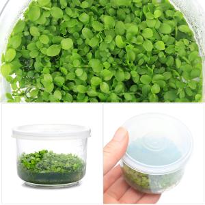 (水草)組織培養 ニューラージパールグラス(無...の詳細画像1