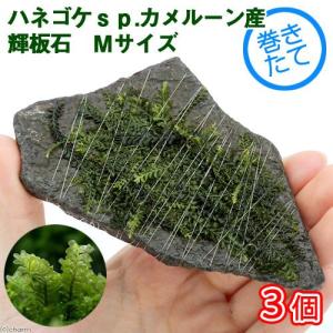 水草）ハイグロフィラsp．チャイ（水上葉）（無農薬）（1本