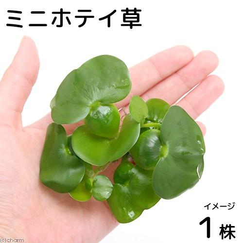（水草）ミニホテイ草（無農薬）（１株）金魚　メダカ