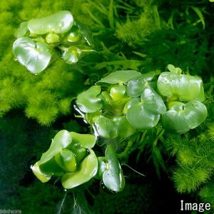 (水草)ミニホテイ草(無農薬)(1株)金魚 メダカの詳細画像1