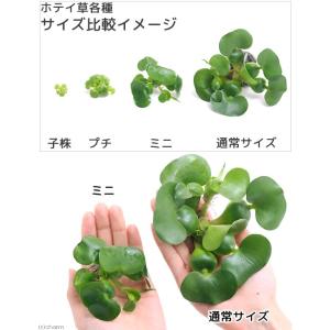 (水草)ミニホテイ草(無農薬)(1株)金魚 メダカの詳細画像2