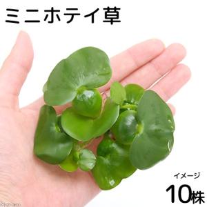 H&S プロテインスキマーモーターブロックUP2000／1 HS