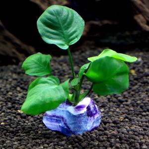 水草）アヌビアスナナ 斑入り TSUMIKI（水上葉）（1個