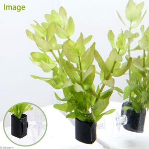 水草 ニムファ(球根) 1個 無農薬 : 有限会社高知熱帯魚サービス - 通販