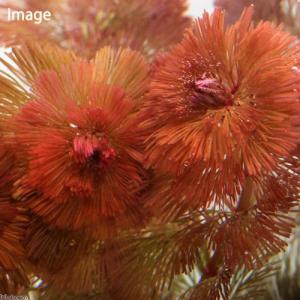 (水草)メダカ・金魚藻 レッドカボンバ wit...の詳細画像1
