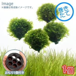 Tetra（テトラ） クールタワー CR−3 NEW 対応水量60リットル