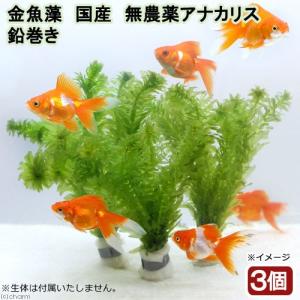 2026年7月】アナカリス 無農薬（アクアリウム用水草）のおすすめ人気