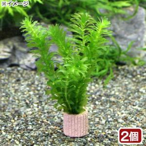 （水草）メダカ・金魚藻　国産　ライフマルチ（茶）無農薬アナカリス（２個）｜chanet