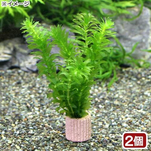 （水草）メダカ・金魚藻　国産　ライフマルチ（茶）無農薬アナカリス（２個）