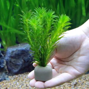 (水草)メダカ・金魚藻 国産 ゼオライトリング...の詳細画像2