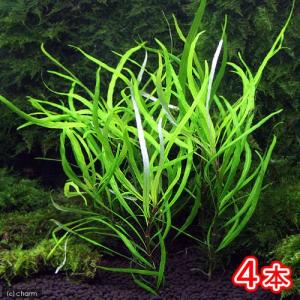 水草 ハイグロフィラ サリチフォリア 水上葉 無農薬 ６本 チャーム Charm Paypayモール店 通販 Paypayモール