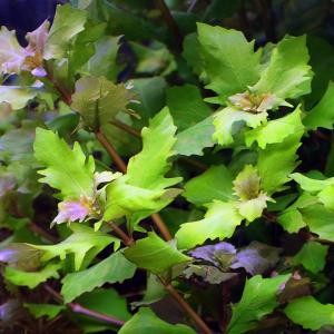 人気カラーの 水上葉 リムノフィラ アロマティカ ペット用品 Juanpabloecheverri Com