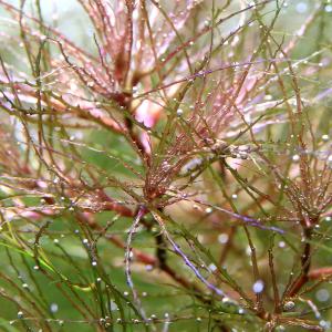 (水草)ナヤス インディカ(無農薬)(1パック)の詳細画像1