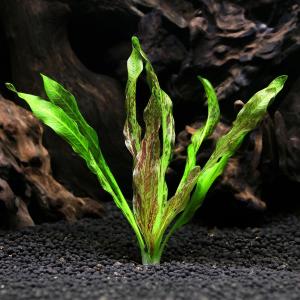 水草）エキノドルス ホレマニーグリーン（インボイス） 東南便（水上葉