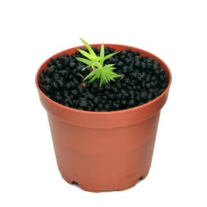 チャーム（charm） （水草）ホシクサsp．クチ（水中葉）（無農薬