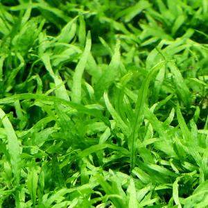 水草）ミクロソリウム 本ナローリーフ（水中葉）（無農薬）（葉数3