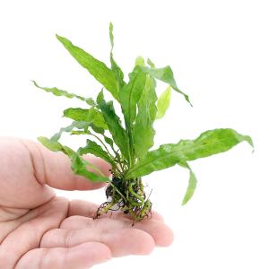 無農薬】ミクロソリウム本ナローリーフ ミニ溶岩石付き : AtWell